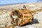 Rocks and Zebra Mussels on Tree Stump