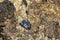 Rockskipper also known as combtooth blenny, resting on rocks on ilot sancho island, Mauritius