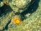 Rockskipper fish in a rocky tidal pool 4