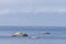 Rocky beach and seagulls in summer. Seaside natural environment. White clouds, blue sky, coast, sea and gulls resting in stone.