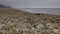 Rocky beach with stones & pebbles of varied sizes