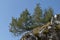 Rocky cliff with coniferous bush, blue sky.