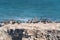 Rocky cliff and flock of brown pelicans