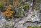 Rocky cliff with plants in autumn