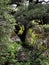 Rocky cliff with spring vegetation