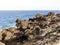 Rocky coast in the area of Charco de Palo