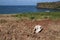 Rocky coastline