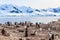 Rocky coastline with flock of gentoo pengins and glacier with icebergs in the background at Neco bay, Antarctic peninsula