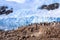 Rocky coastline overcrowded by gentoo pengins and glacier