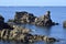 Rocky coastline of Quiberon in France