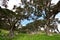 Rocky country with twisted pohutukawa trees