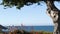 Rocky, craggy ocean beach, California coast, USA. Cypress tree. Aloe red flower.