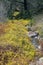 Rocky creek bed with pools of water, framed by bright yellow flowering bushes.