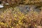 Rocky creek bed with pools of water, framed by bright yellow flowering bushes.