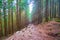 The rocky descent in conifer forest, Dzembronia, Carpathian mountains, Ukraine