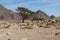 Rocky desert landscape panorama with acacia tree growing