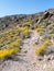 Rocky Desert Trail Flanked by California Brittlebush