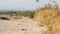 Rocky, dry and barren dirt road, weed grassland in summer