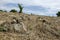 Rocky Farmland Covered With Guinea Grass