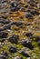 Rocky field with moss background