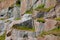 Rocky granite wall covered with greenery