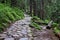 Rocky hiking path through green summer forest