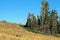 Rocky Hillside with Scraggly Evergreen Trees in Eastern Oregon,