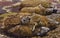 Rocky Hyrax family lounging in sun