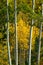 Rocky mountain aspen forests on Pike\\\'s Peak in Colorado