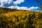 Rocky mountain aspen forests on Pike\\\'s Peak in Colorado