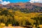 Rocky mountain aspen forests on Pike\\\'s Peak in Colorado