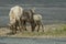 Rocky Mountain Big horn sheep