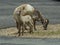 Rocky Mountain Big horn sheep