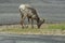 Rocky Mountain Big horn sheep