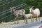 Rocky Mountain Big horn sheep