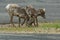 Rocky Mountain Big horn sheep