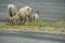 Rocky Mountain Big horn sheep