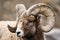 Rocky Mountain Big Horned Sheep