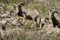 Rocky Mountain Bighorn Sheep