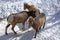 Rocky Mountain Bighorn Sheep feeding