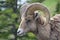 Rocky Mountain Bighorn Sheep, latin name ovis canadensis canadensis, Banff, Canada