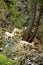 Rocky Mountain Bighorn Sheep, Montana