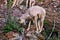 Rocky Mountain Bighorn Sheep, Montana