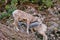 Rocky Mountain Bighorn Sheep, Montana