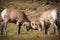 Rocky Mountain Bighorn Sheep (Ovis canadensis)