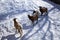 Rocky Mountain Bighorn Sheep walking on the snow Winter