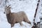 Rocky Mountain Bighorn Sheep, Winter Mountains, Montana