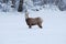 Rocky Mountain Bighorn Sheep, Winter Mountains, Montana