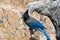 Rocky Mountain Blue Bird