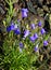 Rocky Mountain Bluebell Wildflowers